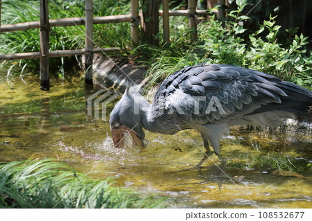 Shoebill stork takes food. Quick-moving shoebill stork 108532677