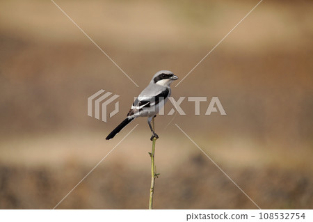 Iberian grey shrike, Lanius meridionalis, Satara, Maharashtra, India 108532754