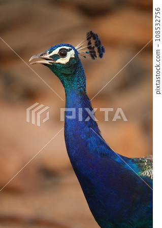 Indian peacock, Pavo cristatus, Satara, Maharashtra, India Indian peacock, Pavo cristatus, Satara, Maharashtra, India 108532756