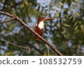 White throated kingfisher, Halcyon smyrnensis, Satara, Maharashtra, India 108532759