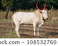 Desi Indian Cow, Bos indicus,, Satara, Maharashtra, India 108532760