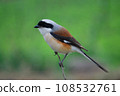 Long tailed shrike, Lanius schach, Satara, Maharashtra, India 108532761