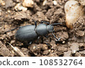Dorsal view of Darkling beetle, Tenebrionidae species Satara Maharashtra India 108532764