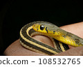 Head and Body stripes of buff striped keelback, Amphiesma stolatum Satara, maharashtra, india. 108532765