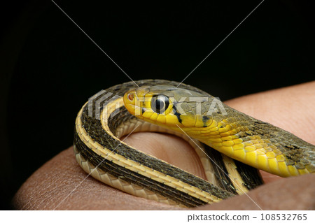 Head and Body stripes of buff striped keelback, Amphiesma stolatum Satara, maharashtra, india. Head and Body stripes of buff striped keelback, Amphiesma stolatum Satara, maharashtra, india. 108532765