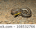 Orange Colour Morph of buff striped keelback, Amphiesma stolatum Satara, maharashra, india 108532766