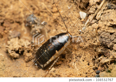 Wild cockroach, blatella sp. Satara Maharashtra, India Wild cockroach, blatella sp. Satara Maharashtra, India 108532767