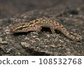 Brookes gecko, Hemidactylus brookii, Satara Maharashtra India 108532768