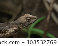 Female of Fan throated lizard, Sarada ponticeriana Satara Maharashtra India 108532769