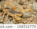 Fully Grown Indian Red scorpion, Hottentotta tamulus, Satara Maharashtra India 108532770