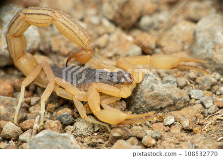 Fully Grown Indian Red scorpion, Hottentotta tamulus, Satara Maharashtra India 108532770