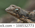 Male of Fan throated lizard, Sarada ponticeriana Satara Maharashtra India 108532773