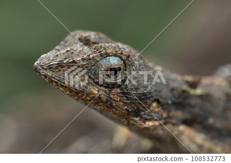 Male of Fan throated lizard, Sarada ponticeriana Satara Maharashtra India 108532773
