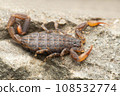 Sri lankan Lychas scorpion, Lychas srilankensis, Satara Maharashtra India 108532774