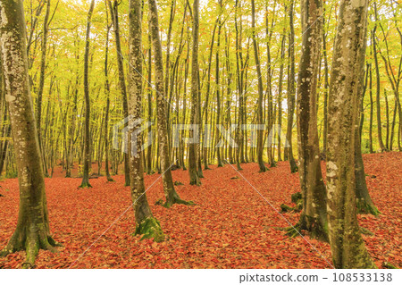 Beauty forest beech yellow leaves Beauty forest beech yellow leaves 108533138