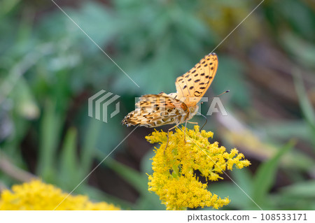 Dialogue between flowers and butterflies 108533171