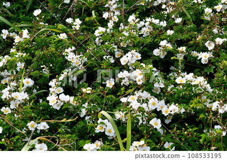 一面花、Terihanoi 玫瑰、海岸植物 108533195