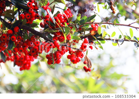 Hawthorn fruit dyed red Hawthorn fruit dyed red 108533304