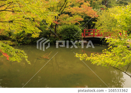 Autumn leaves of Yahiko Park 108533362