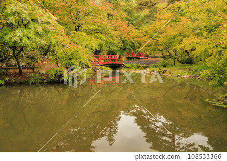 Autumn leaves of Yahiko Park Autumn leaves of Yahiko Park 108533366