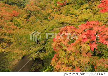 Yahiko公園秋葉 Yahiko公園秋葉 108533374