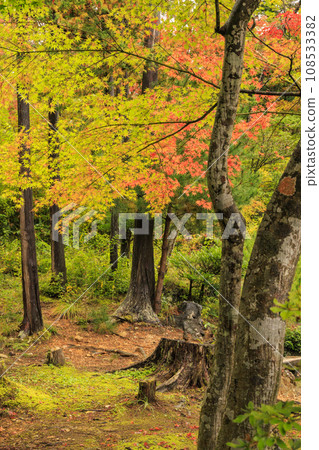 Autumn leaves of Yahiko Park Autumn leaves of Yahiko Park 108533382