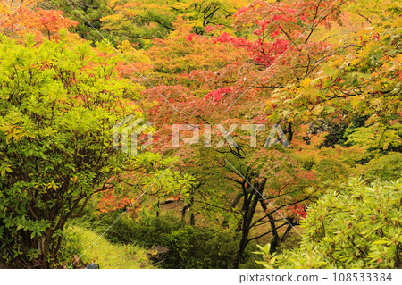 Autumn leaves of Yahiko Park Autumn leaves of Yahiko Park 108533384