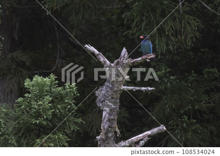 A brown-breasted roller perches on the trunk of a dead tree in the forest and looks around. A brown-breasted roller perches on the trunk of a dead tree in the forest and looks around. 108534024