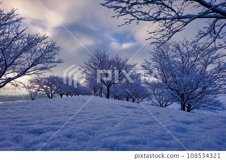 Snow-covered trees Snow-covered trees 108534321