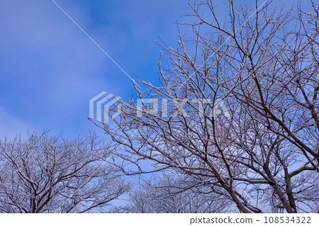 lingering snow tree lingering snow tree 108534322