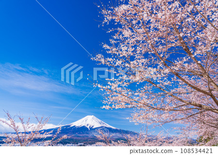 (Yamanashi Prefecture) Mt. Fuji seen from cherry blossoms and snow, Nii Kurayama Asama Park 108534421
