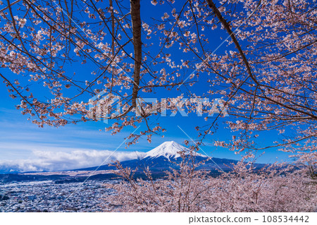 (Yamanashi Prefecture) Mt. Fuji seen from cherry blossoms and snow, Nii Kurayama Asama Park (Yamanashi Prefecture) Mt. Fuji seen from cherry blossoms and snow, Nii Kurayama Asama Park 108534442
