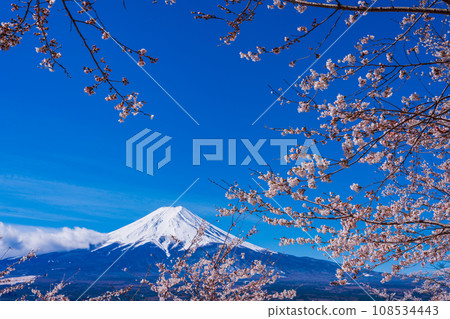 (Yamanashi Prefecture) Mt. Fuji seen from cherry blossoms and snow, Nii Kurayama Asama Park (Yamanashi Prefecture) Mt. Fuji seen from cherry blossoms and snow, Nii Kurayama Asama Park 108534443