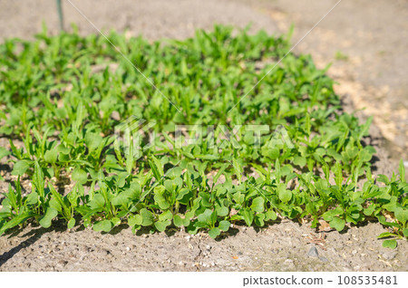Mizuna growing in the garden field Mizuna growing in the garden field 108535481