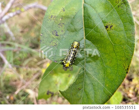 Iraga larva perched on a persimmon leaf Iraga larva perched on a persimmon leaf 108535551