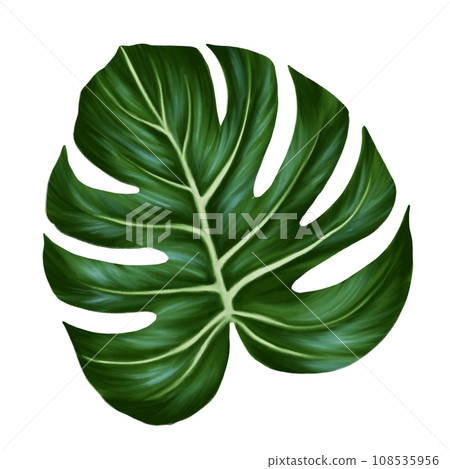 Tropical jungle palm monstera leaf. Realistic hand drawn illustration. Isolated on white. 108535956