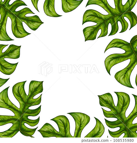Square template for text with tropical monstera palm leaves. Frame or border with jungle rainforest exotic plants. Isolated on white realistic hand drawn illustration for label design. 108535980