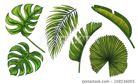Tropical jungle leaf set. Monstera, banana palm leaves. Realistic hand drawn illustration isolated on white. Colorful vivid clip art for luxury design packaging, cosmetic. Tropical jungle leaf set. Monstera, banana palm leaves. Realistic hand drawn illustration isolated on white. Colorful vivid clip art for luxury design packaging, cosmetic. 108536005