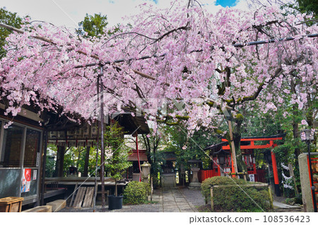 Weeping cherry tree at Suika Tenmangu Shrine (Kamigyo-ku, Kyoto City) Weeping cherry tree at Suika Tenmangu Shrine (Kamigyo-ku, Kyoto City) 108536423