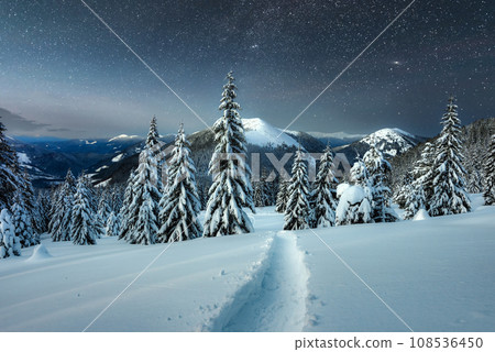 Incredible nightscape with snow-laden conifers Incredible nightscape with snow-laden conifers 108536450