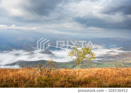 Lonely birch tree and morning fog in autumn mountains Lonely birch tree and morning fog in autumn mountains 108536452