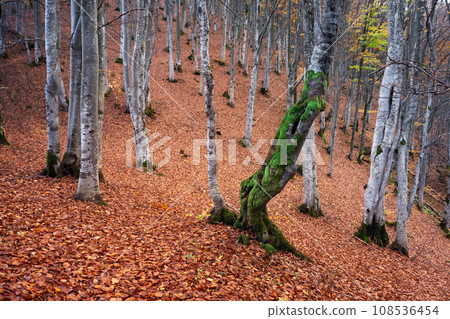 Majestic beech forest with orange foliage at fall season Majestic beech forest with orange foliage at fall season 108536454