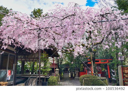 水花天滿宮（京都市上京區）的垂枝櫻花 108536492