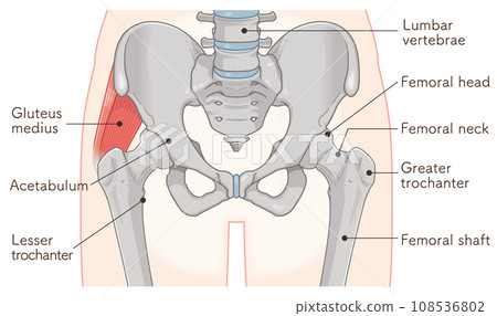 臀中肌、髖關節、股骨、骨盆、肌肉、插圖 108536802