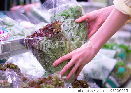Woman's hand choosing sunny lettuce 108536915