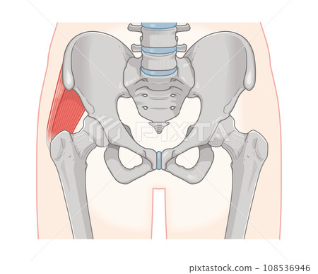 gluteus medius, hip joint, femur, pelvis, muscle, illustration 108536946