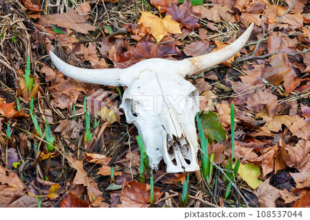 Head cow skull close up on a grass and autumn leaves 108537044