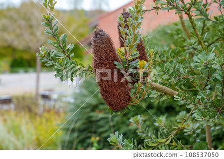 Cut Leaf Banksia flower of ornamental bush in botanical garden close up 108537050