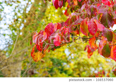 Beautiful red autumn leaves on a dogwood tree branch close up Beautiful red autumn leaves on a dogwood tree branch close up 108537060