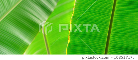natural green floral background - texture of wide leaves of tropical plant natural green floral background - texture of wide leaves of tropical plant 108537173